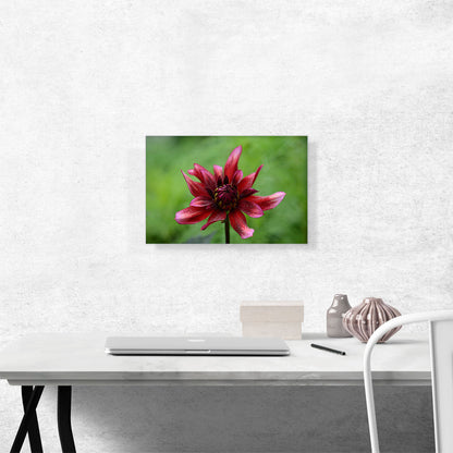 Wild Red Flower Home decor