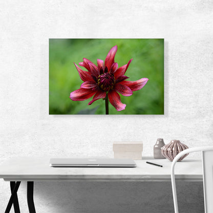 Wild Red Flower Home decor