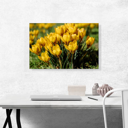 Yellow Crocus Flowers Home Decor