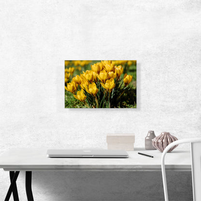 Yellow Crocus Flowers Home Decor
