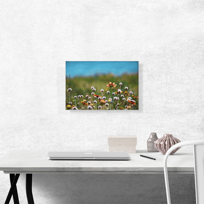 Dandelions Field and Orange Flowers