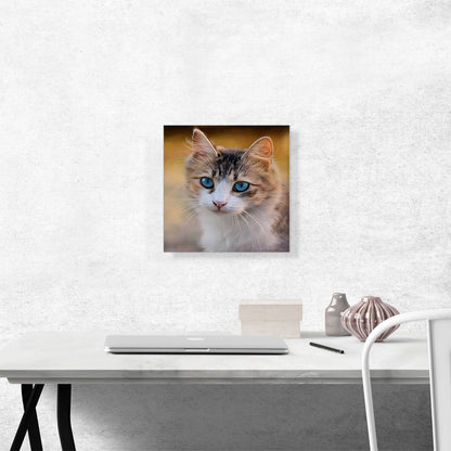Blue Eyes Cat Home decor