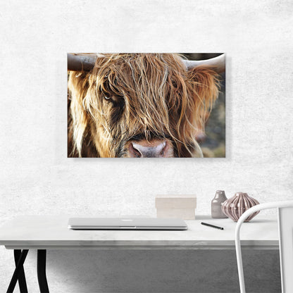Highland Cow Cattle Closeup