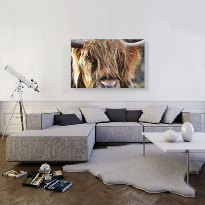 Highland Cow Cattle Closeup