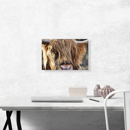 Highland Cow Cattle Closeup