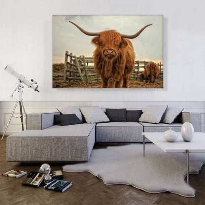 Highland Cow Cattle Stable