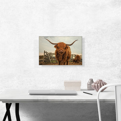 Highland Cow Cattle Stable