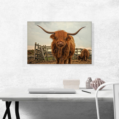Highland Cow Cattle Stable