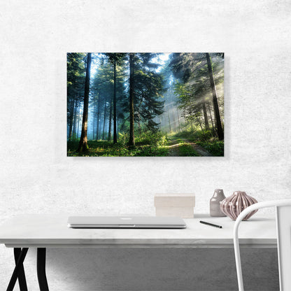 Light Through the Forest Trees
