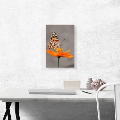 Orange Butterfly on Flower Closeup