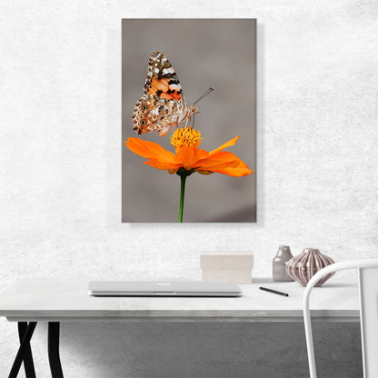 Orange Butterfly on Flower Closeup