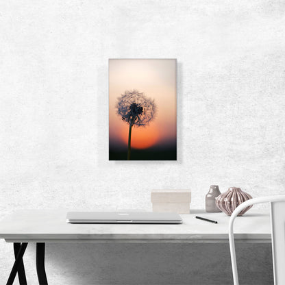 Single Dandelion Closeup and Sunset