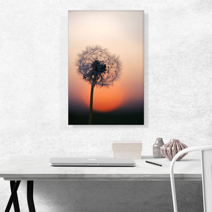 Single Dandelion Closeup and Sunset