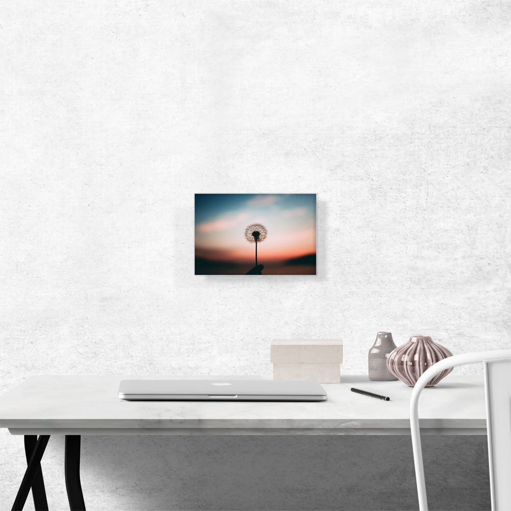 Single Dandelion in a Sunset