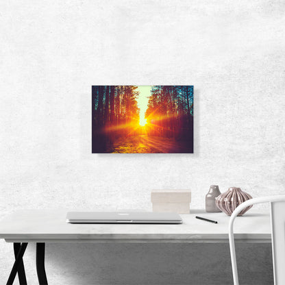 Sun Bloom Between Two Walls of Trees Forest