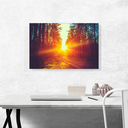 Sun Bloom Between Two Walls of Trees Forest