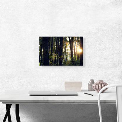 Sun Shining Through the Trees Forest