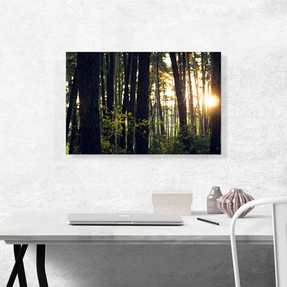Sun Shining Through the Trees Forest