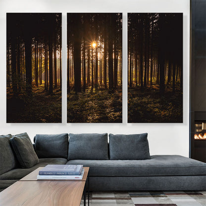 Sunset Shining Through a Thick Forest