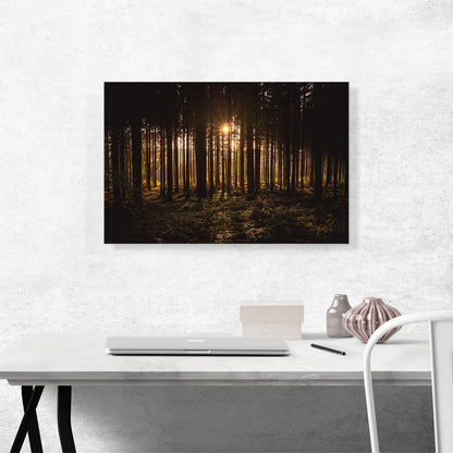 Sunset Shining Through a Thick Forest