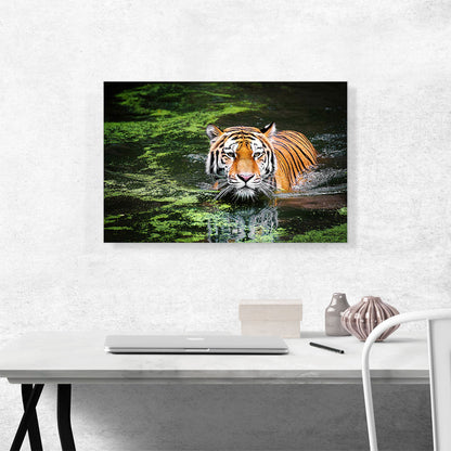 Tiger Swimming in Swamp