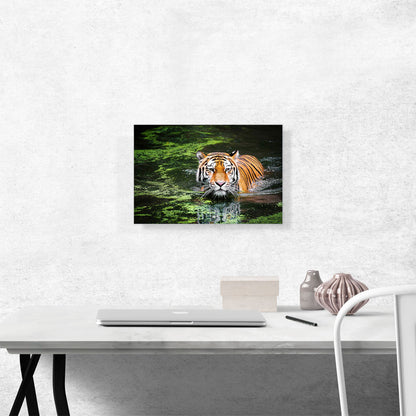 Tiger Swimming in Swamp