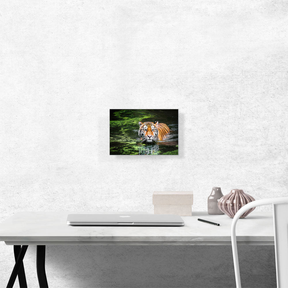 Tiger Swimming in Swamp