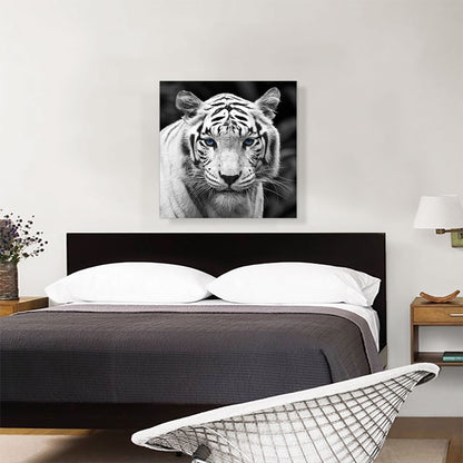 White Tiger Blue Eyes Staring Square