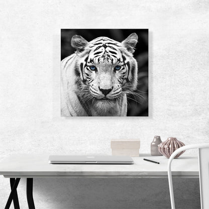 White Tiger Blue Eyes Staring Square