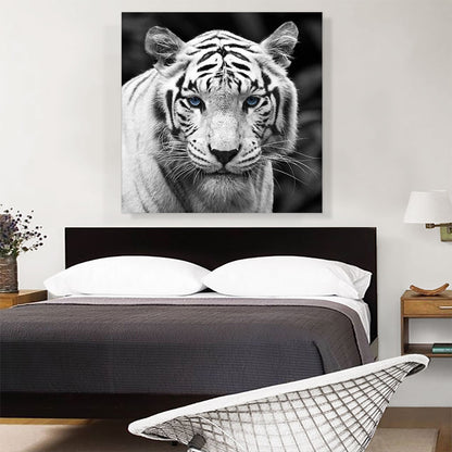 White Tiger Blue Eyes Staring Square