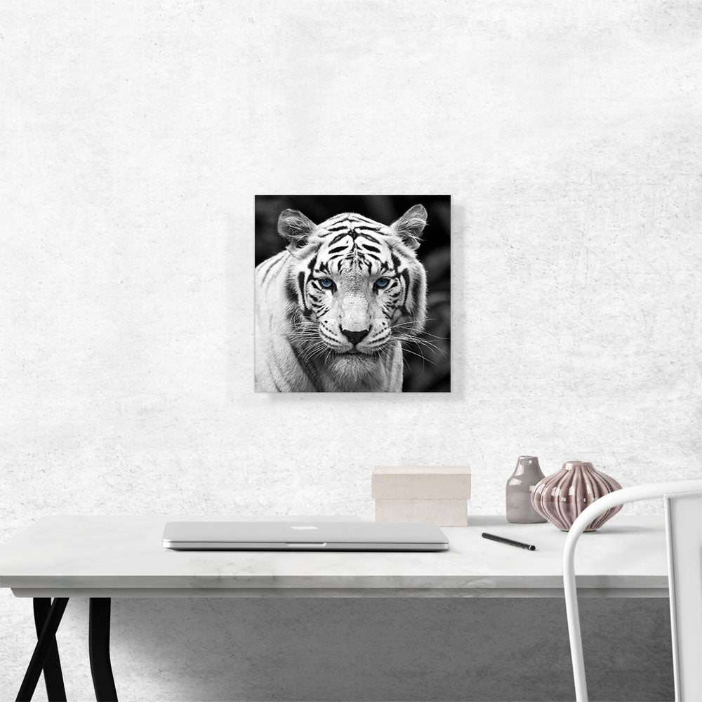 White Tiger Blue Eyes Staring Square