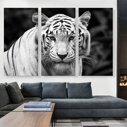 White Tiger Staring Blue Eyes Pop