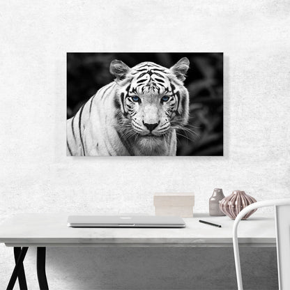 White Tiger Staring Blue Eyes Pop