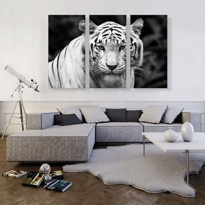 White Tiger Staring Blue Eyes Pop