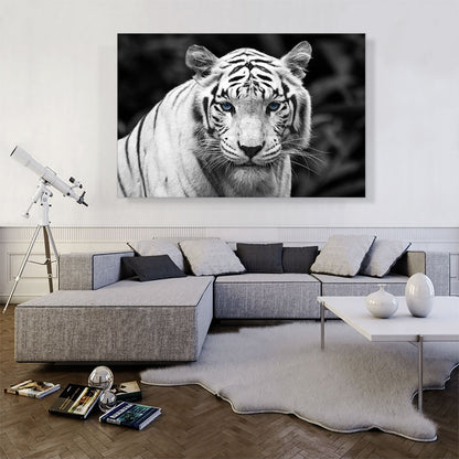 White Tiger Staring Blue Eyes Pop
