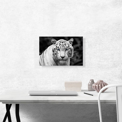 White Tiger Staring Blue Eyes Pop