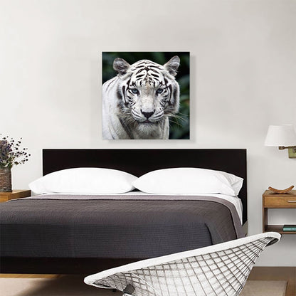 White Tiger Staring Square