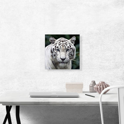 White Tiger Staring Square
