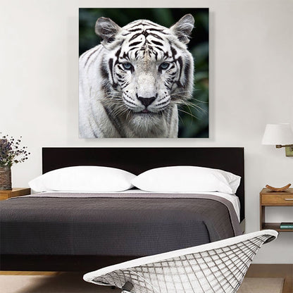 White Tiger Staring Square