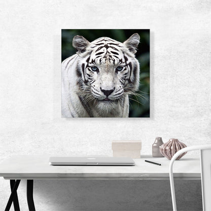 White Tiger Staring Square