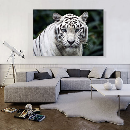 White Tiger Staring