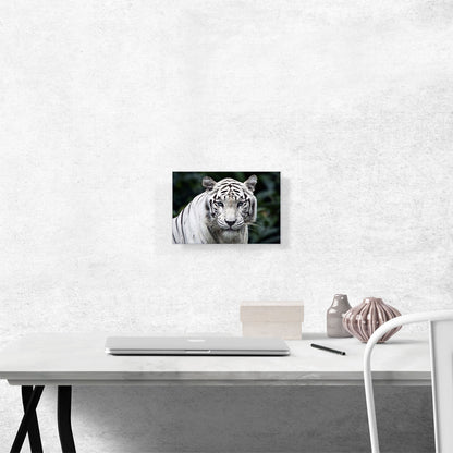 White Tiger Staring