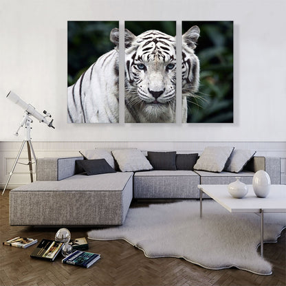 White Tiger Staring