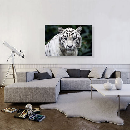 White Tiger Staring