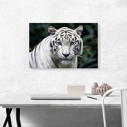 White Tiger Staring
