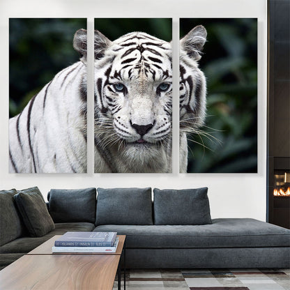 White Tiger Staring