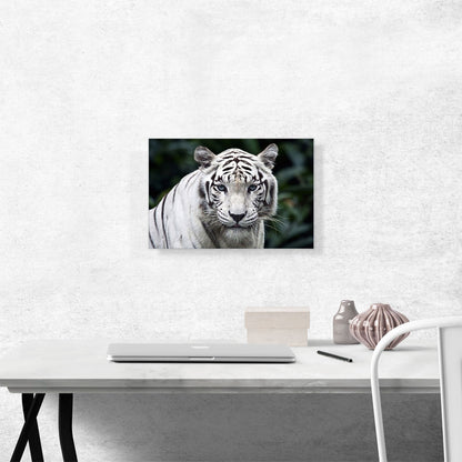 White Tiger Staring