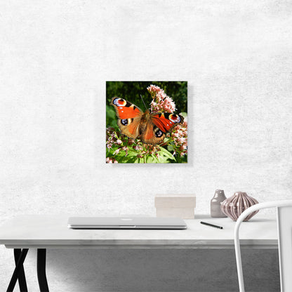 Butterfly Home decor