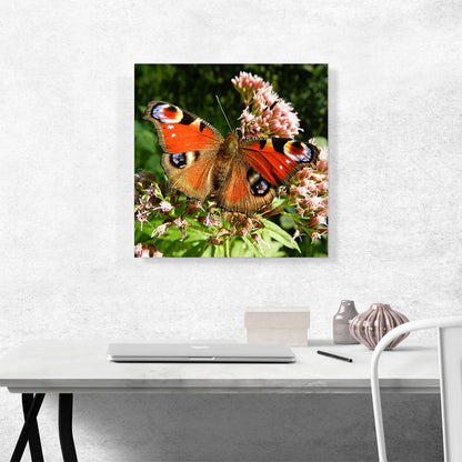 Butterfly Home decor