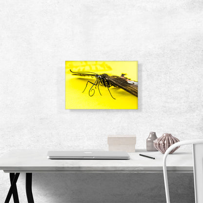 Butterfly on Yellow Flower Home decor
